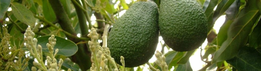 Avocado-fruit-and-flowers-e1470755414405-mv2row7e8hfeetryt6jnzwsbnlm7qcw95w3bieuth4