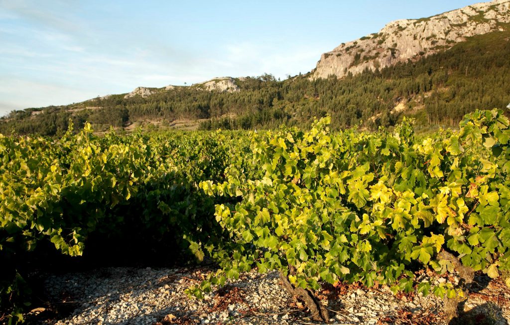 IMG360_Antonio_3 (1)