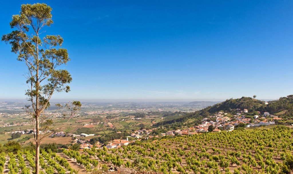 IMG360_Casal_Figueira_TTS_15_Soils,_Vineyard_&_Scenes_(2)