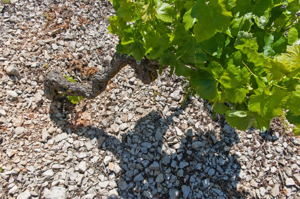 IMG360_Casal_Figueira_TTS_15_Soils,_Vineyard_&_Scenes_(4)