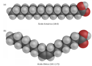 a) Ácidos gordos saturados b) Ácidos gordos insaturados