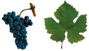 Touriga_Nacional