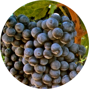 alicantebouschet