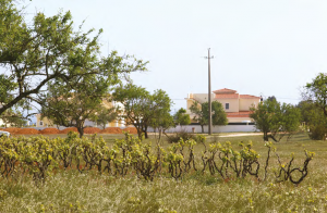 Vinhas abandonadas