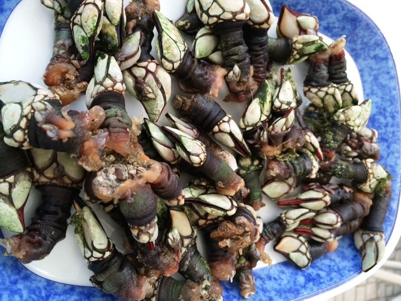 Percebes_Aljezur