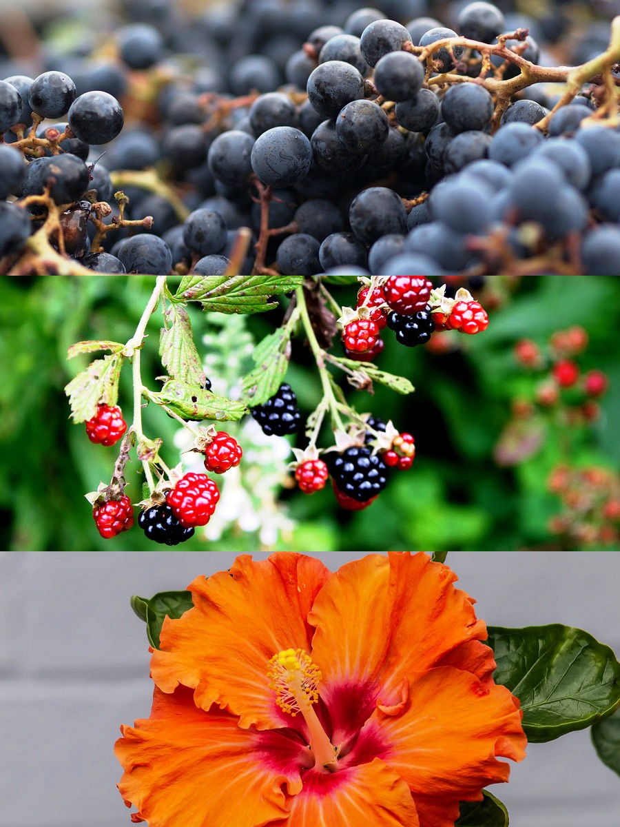 Variações de antocianinas - uvas Cabernet Franc, amoras e flores de hibisco