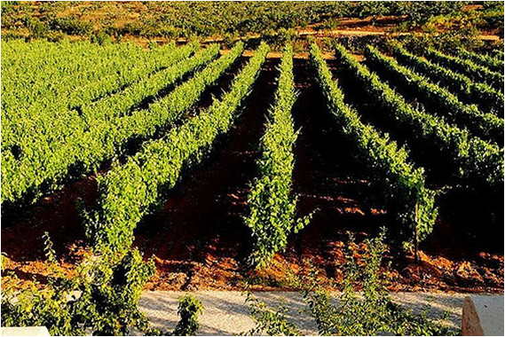 Uma vinha na zona de Tavira
