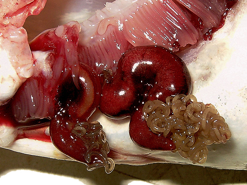 vermes que se desenvolvem nas guelras do Bacalhau devido a poluição