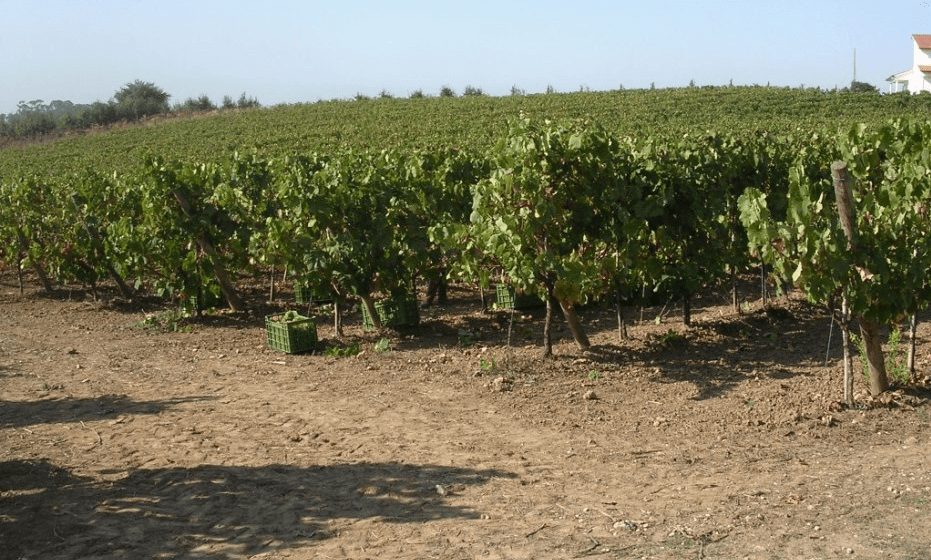 vindimas na Quinta da Sapeira, próximo de Leiria