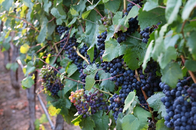 Petit-Verdot-Wine-Grapes-Sonoma-Wine-Folly-640