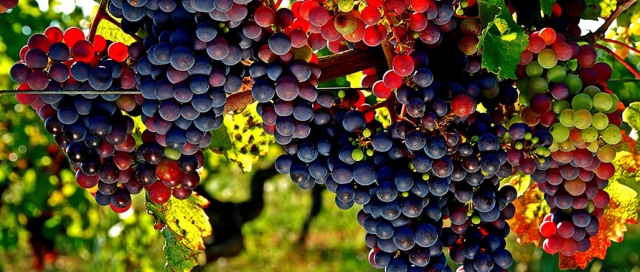 Uvas para vinho na Geórgia