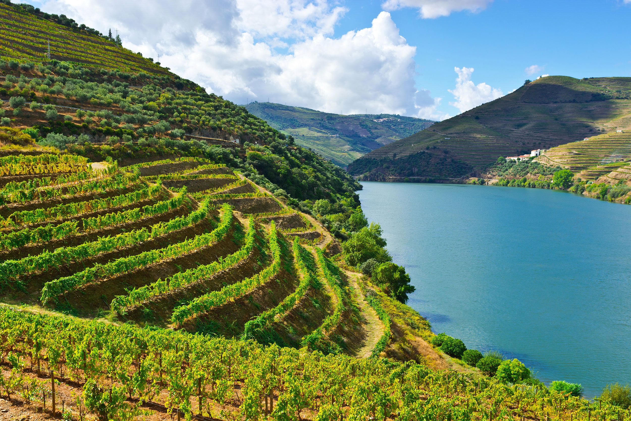 Portugal entre os 10 maiores países produtores de vinho
