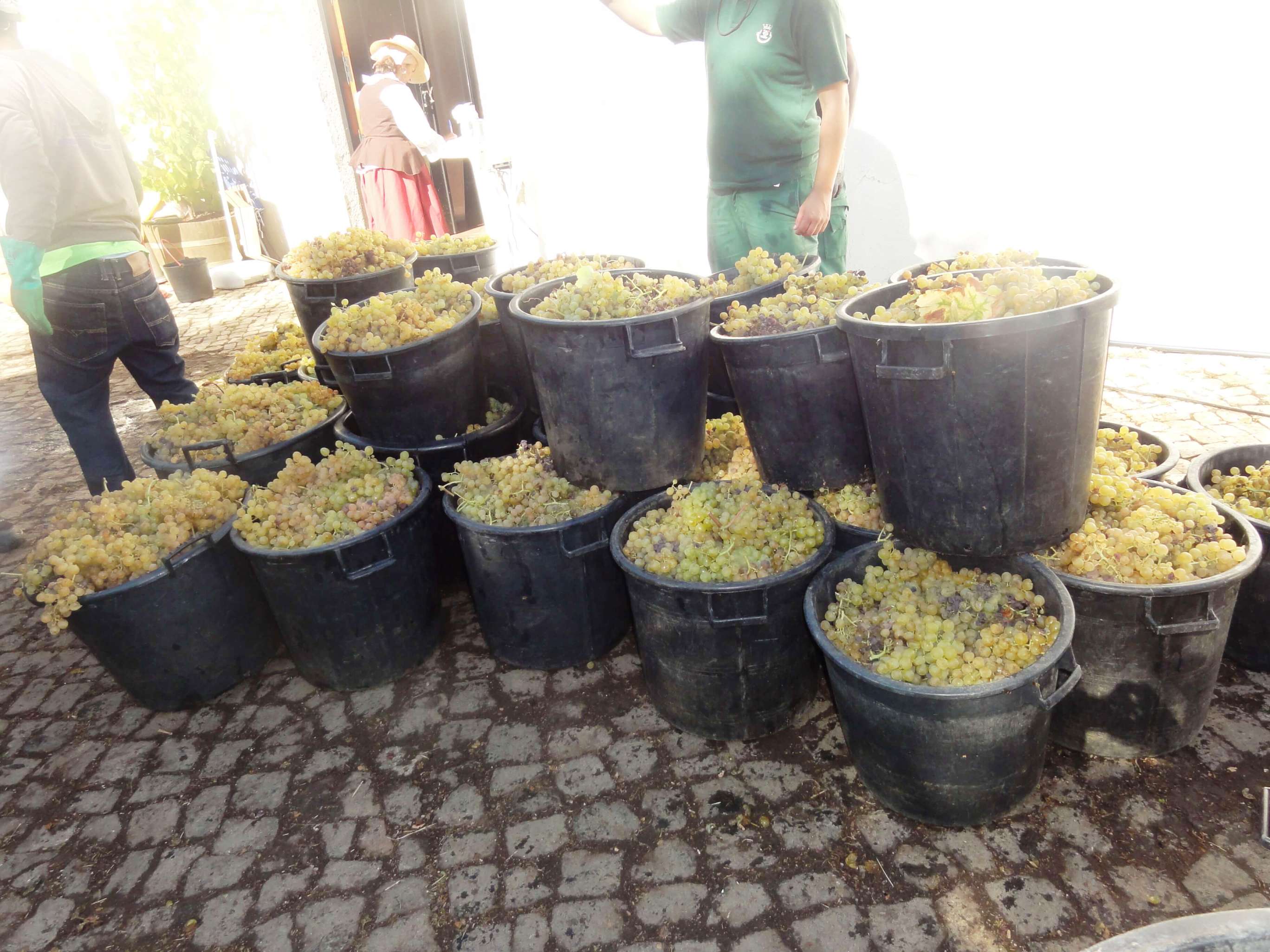 Uvas de Galego Dourado à espera de ir para o desengaçador