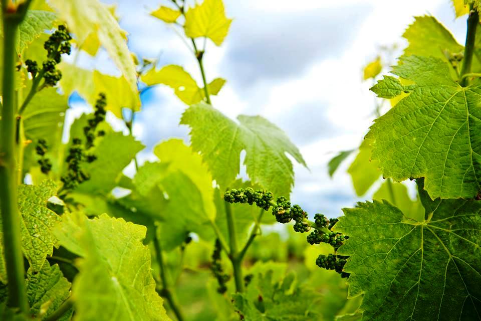 Vinhos com Denominação de Origem Controlada de Torres Vedras