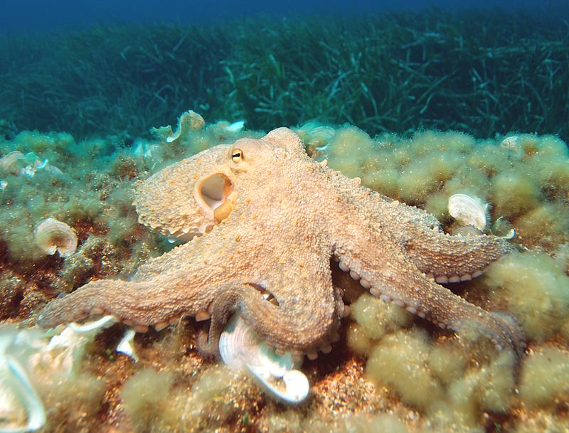 Octopus vulgaria no seu habitat