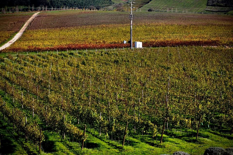 Vinhos com Denominação de Origem Controlada de Torres Vedras2