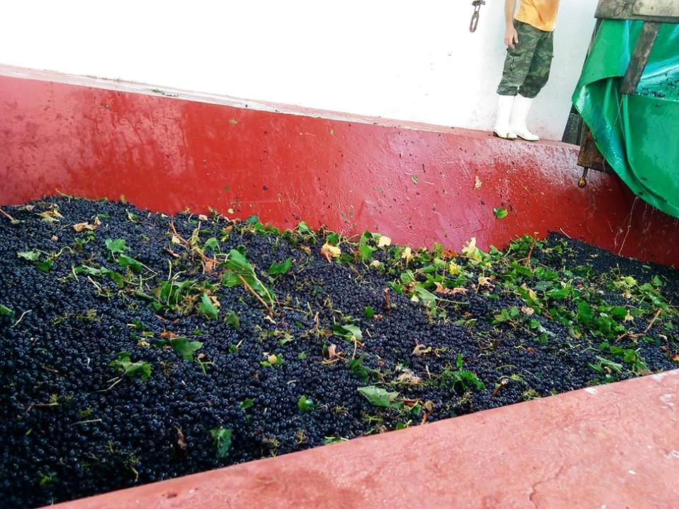 qcb merlot Vinhos com Denominação de Origem Controlada de Torres Vedras