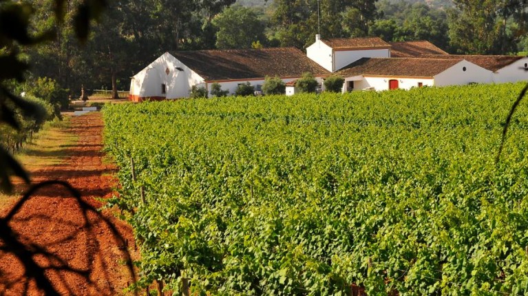 Portugal entre os 10 maiores países produtores de vinho 7