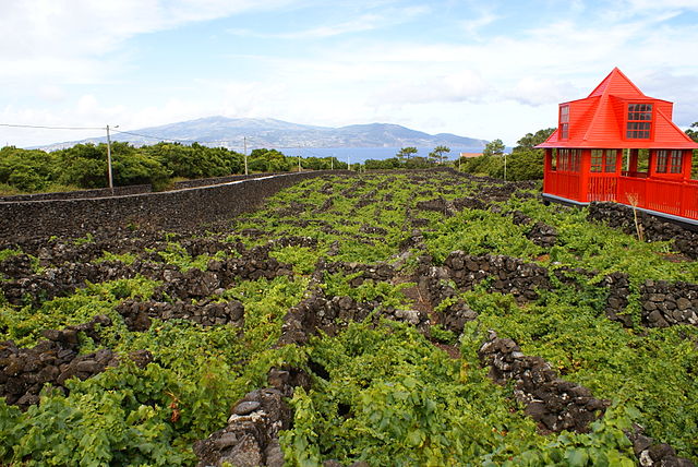 Vinhas do Pico um Património Mundial e Histórico da UNESCO 12