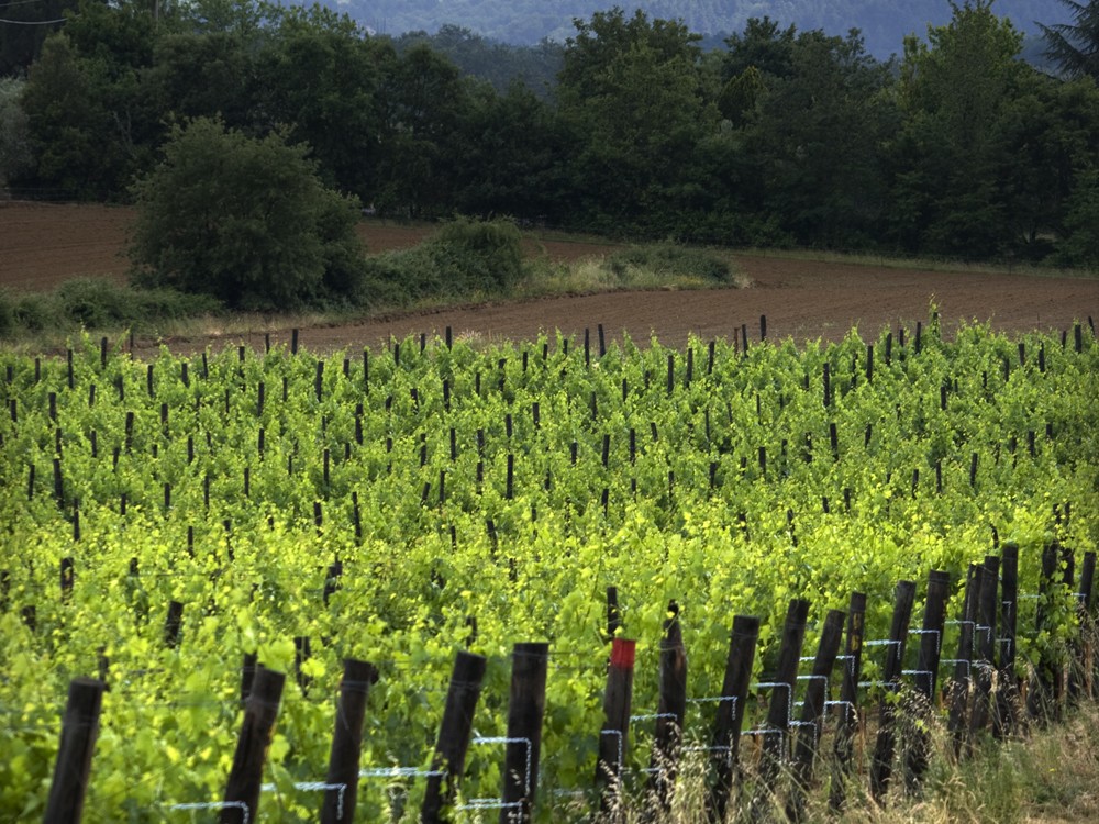 Sting produz vinho na Toscânia 5