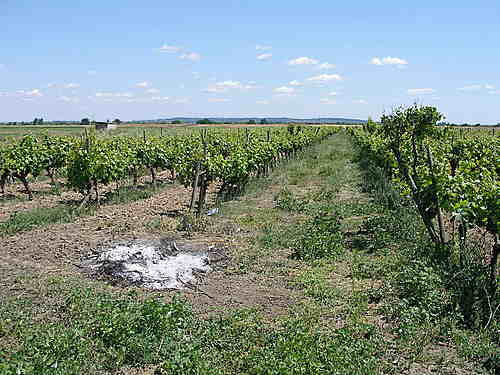 Vinhos com Denominação de Origem Tejo da Sub Região de Almeirim 5