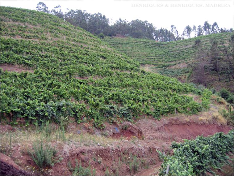 Região do Vinho da Madeira e como se produz 8