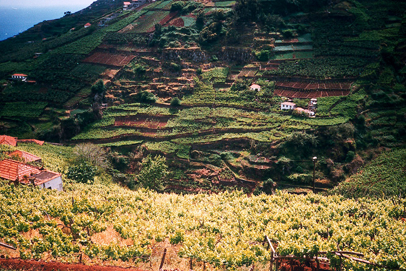 Região do Vinho da Madeira e como se produz 4