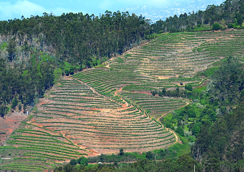 Região do Vinho da Madeira e como se produz 9