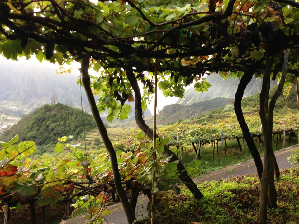 Região do Vinho da Madeira e como se produz 5