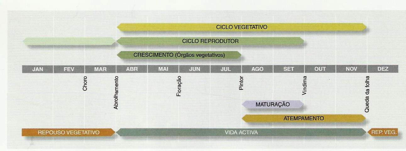 ciclo vegetativo em 2008
