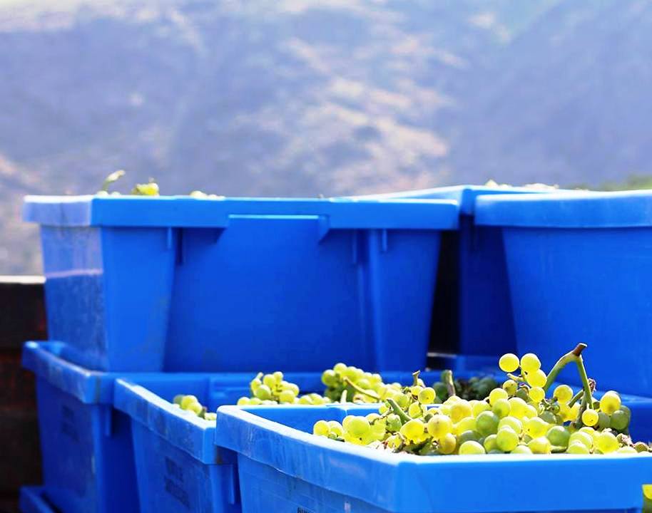 Método tradicional versus charmat na produção de espumantes 2