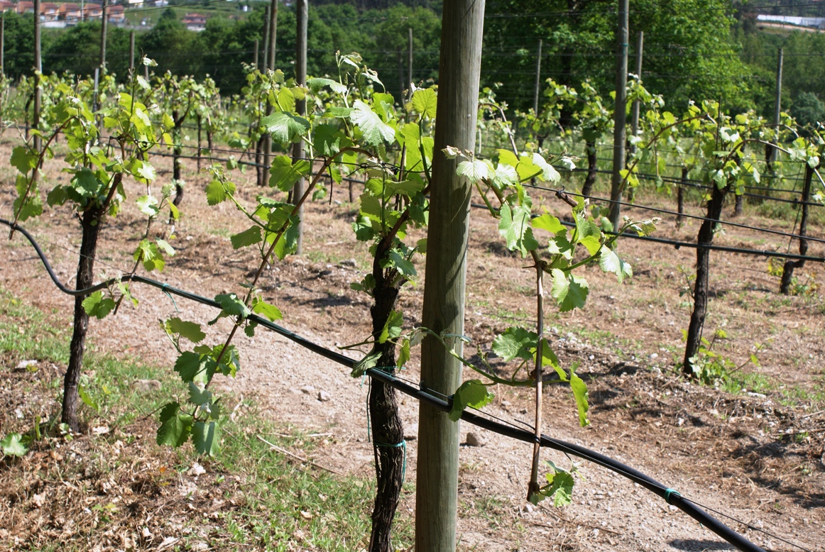 vinhas conduzidas com podas em Guyot Empa e sobrepostos