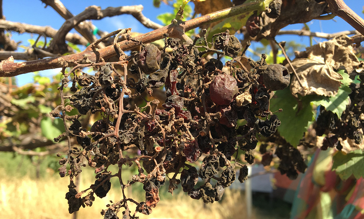 rotten grape on vine