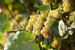 uvas vinhos