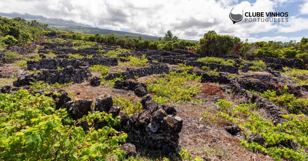 Já bebeu Vinho dos Açores?