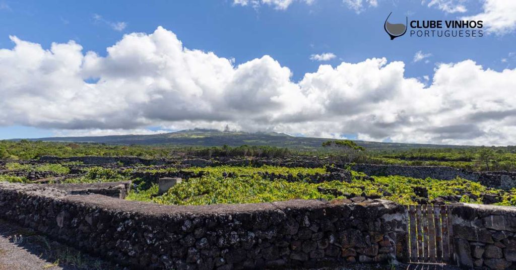 Já bebeu Vinho dos Açores?