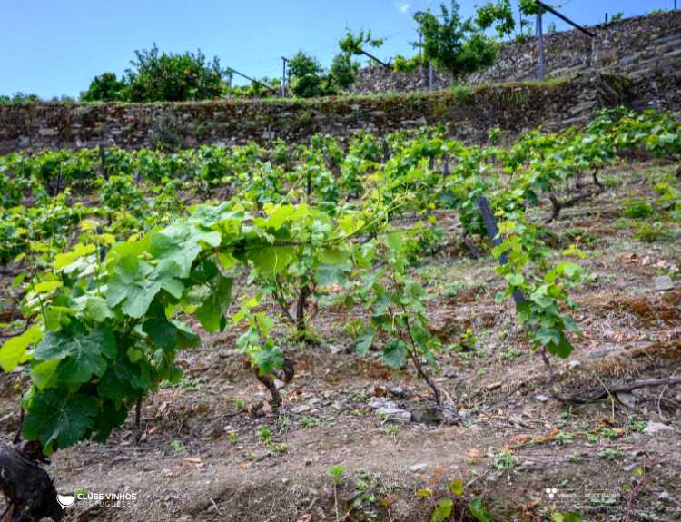 Equinócio, Primavera e Vinho: Uma Celebração da Natureza, Hoje, 20 de março, marca o início da Primavera no hemisfério norte