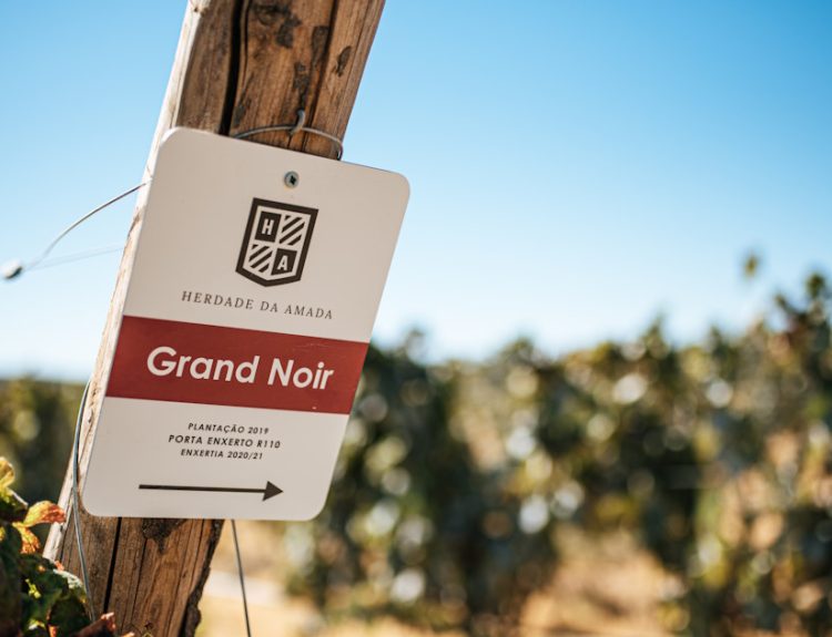 HERDADE DA AMADA VINHAS