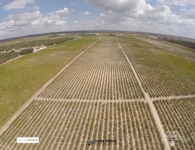 a vinícola possui 112 hectares de vinhas espalhadas pelas planícies arenosas da região, divididas por 11 propriedades localizadas em Poceirão, Fernando Pó e Marateca