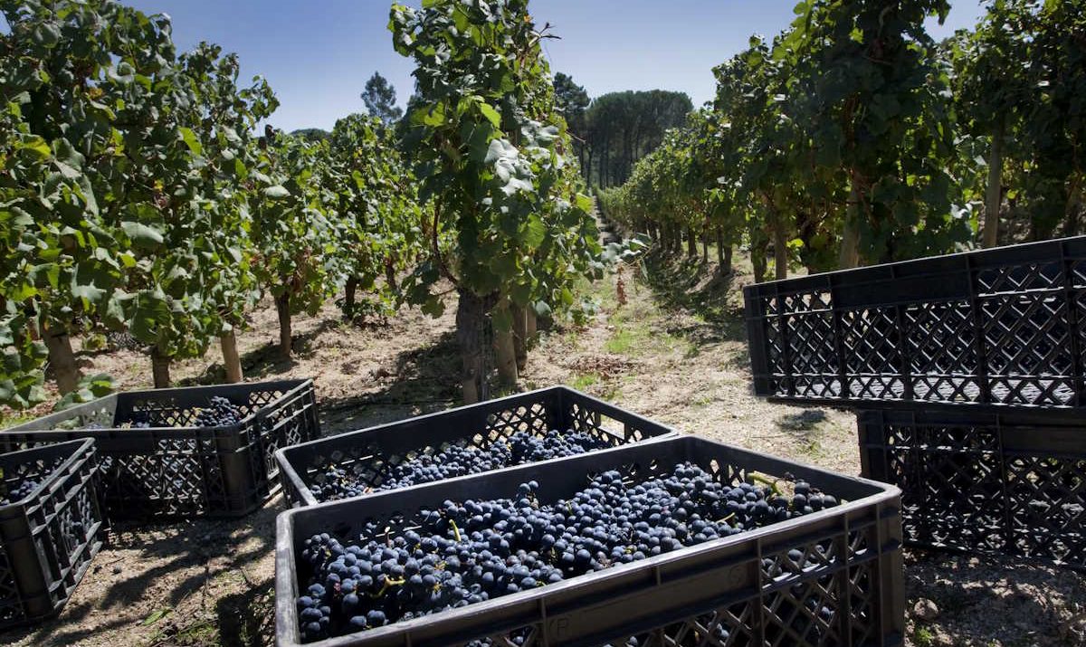 Quinta de Lemos Vindimas 2024