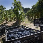 Quinta de Lemos Vindimas 2024