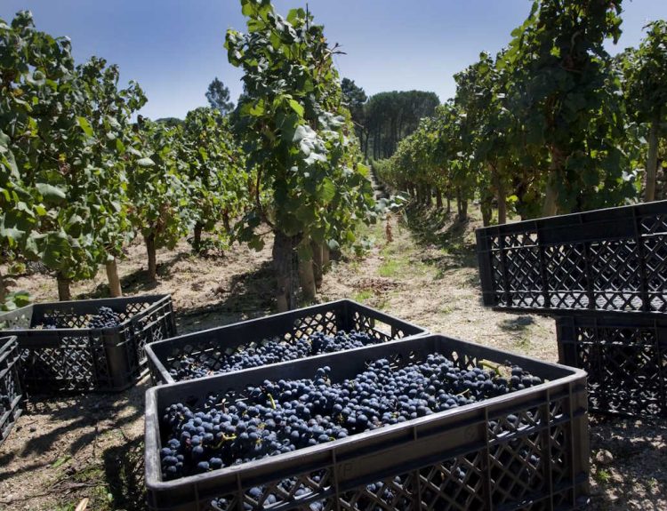 Quinta de Lemos Vindimas 2024