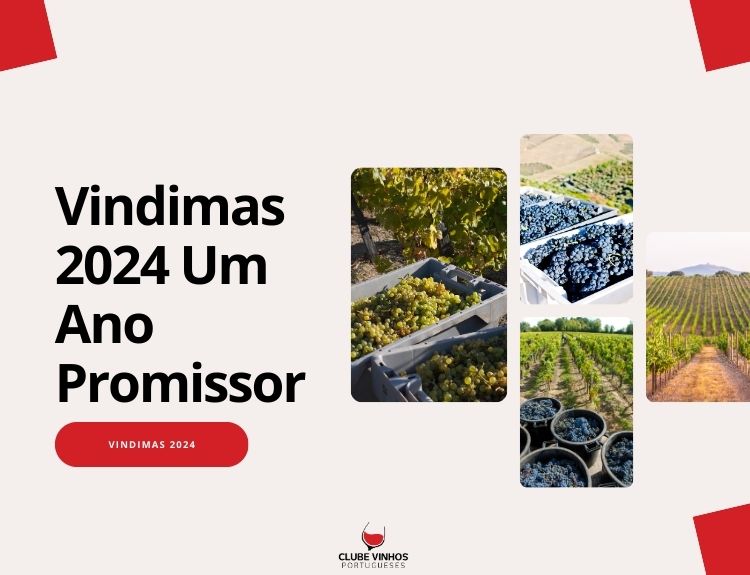 Vindimas 2024 Um Ano Promissor
