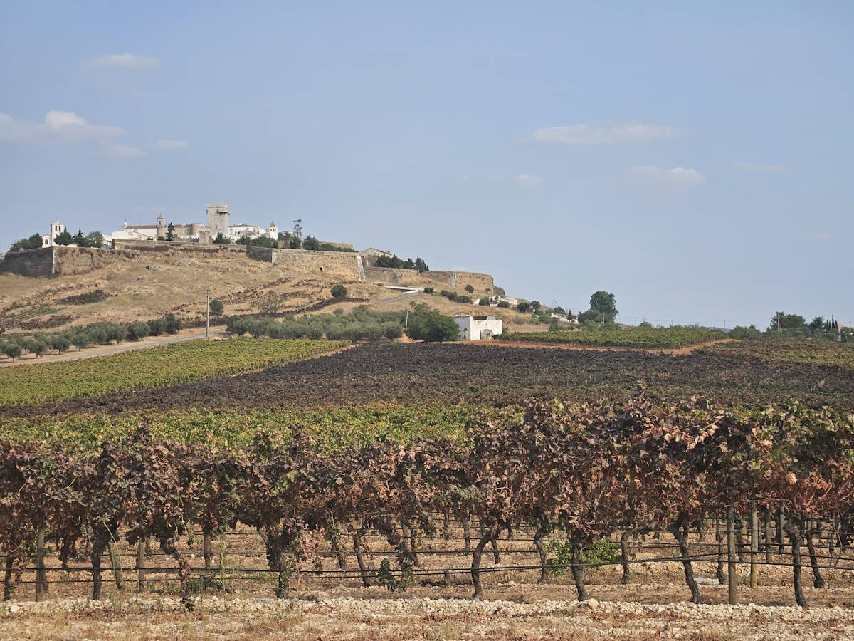 Vinhas João Portugal Ramos Estremoz