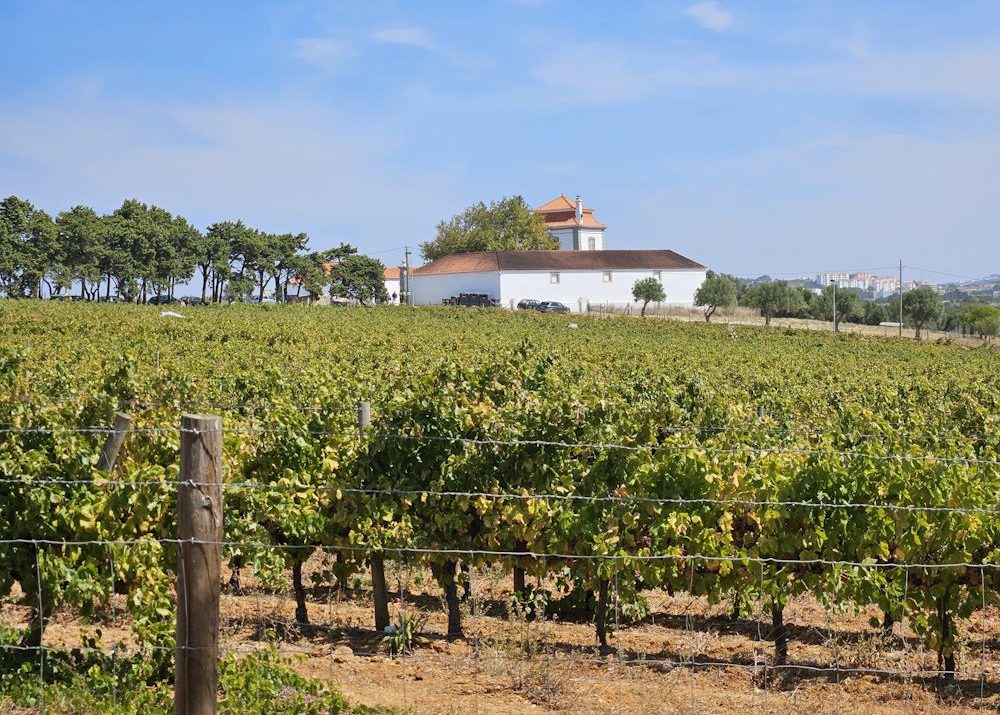 vinhos carcavelos villa oeiras casal da manteiga