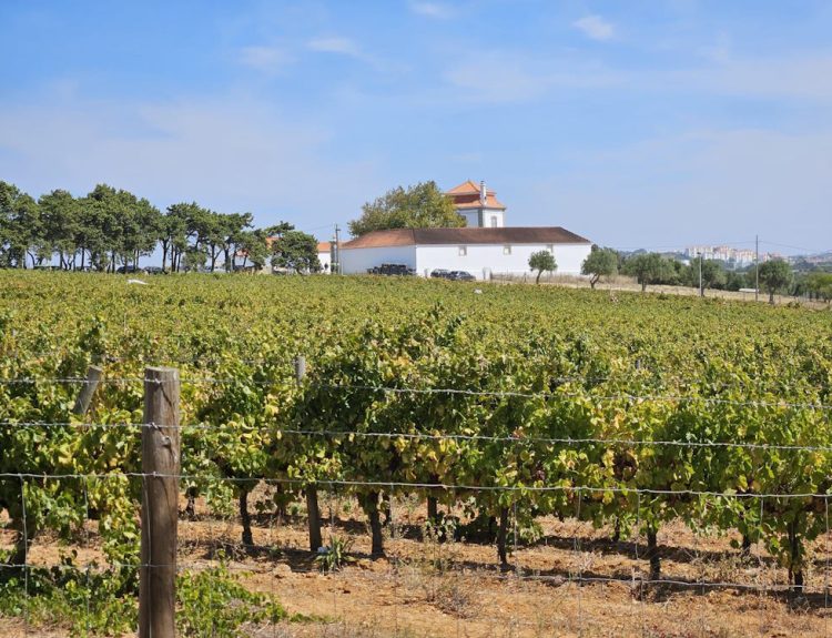 vinhos carcavelos villa oeiras casal da manteiga