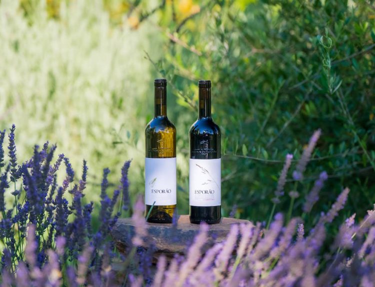 vinho esporao colheita