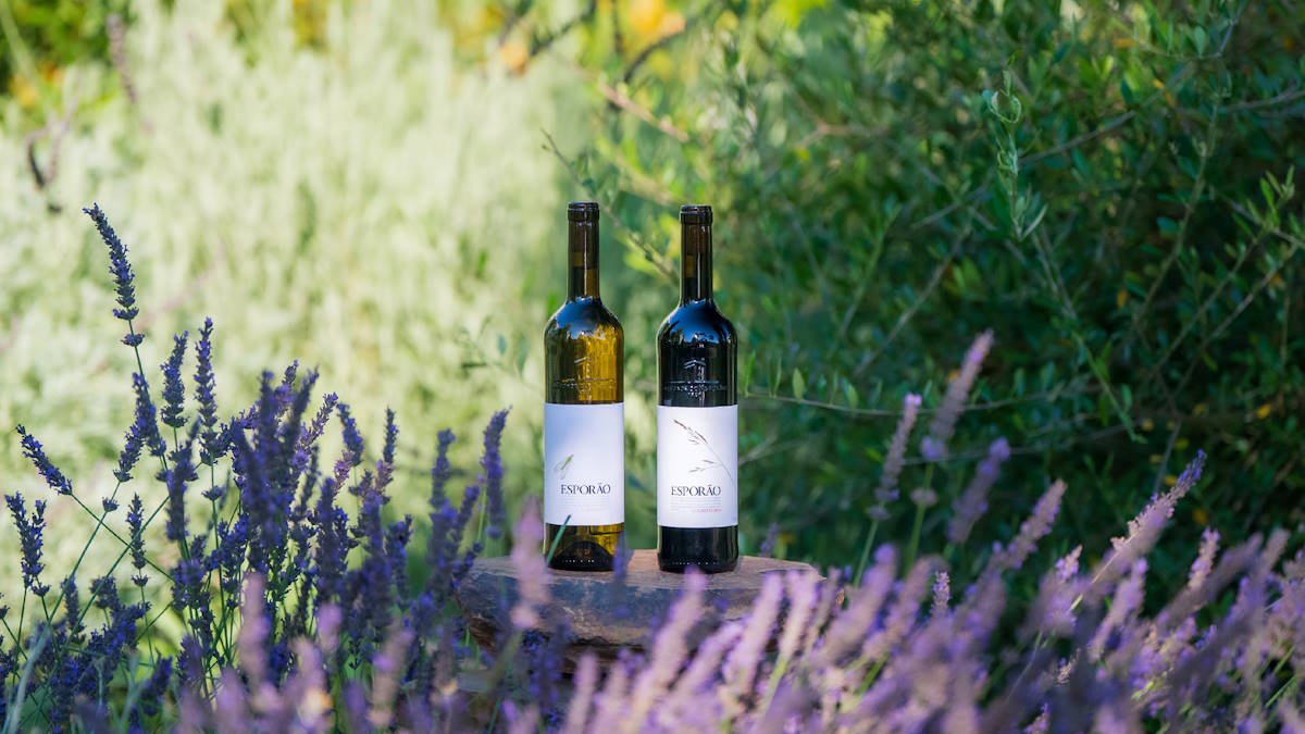 vinho esporao colheita