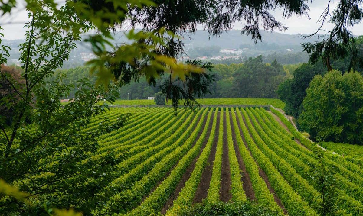 Foto da Quinta da Aveleda