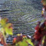 Foto da Quinta Caedo Sogrape Douro